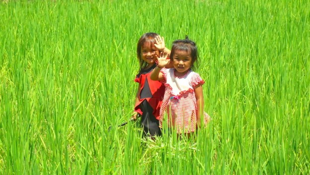 Les enfants laotiens dans les rizières