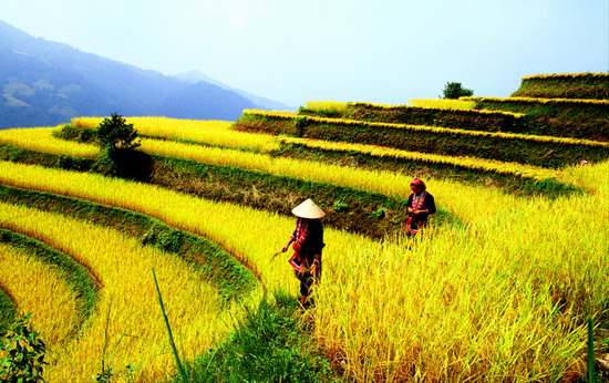 Rizière en terrasse à Sapa