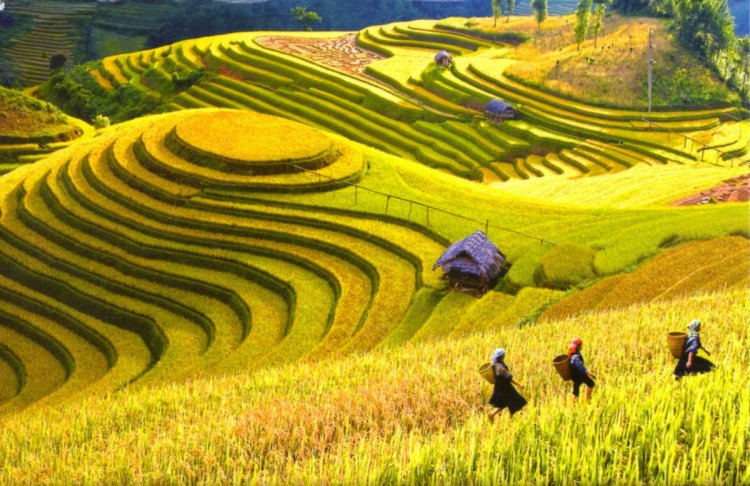 Terraza de arroz