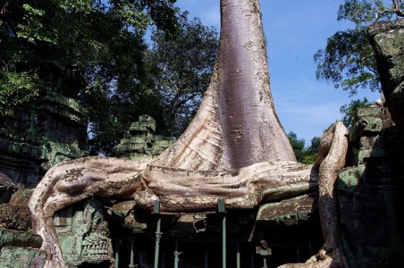 Temple Ta Prohm