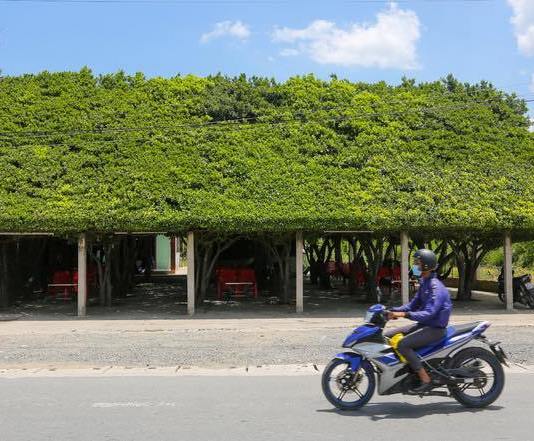 Café bioclimatique au Vietnam