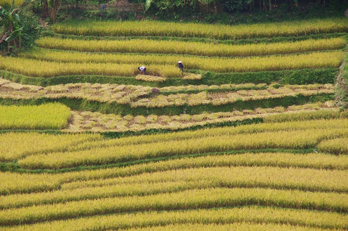 Riziere en terrasse dans le nord du Vietnam