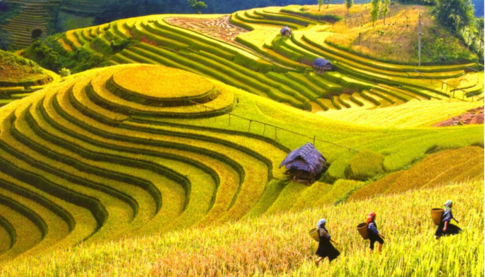 mam xoi Mu cang Chai