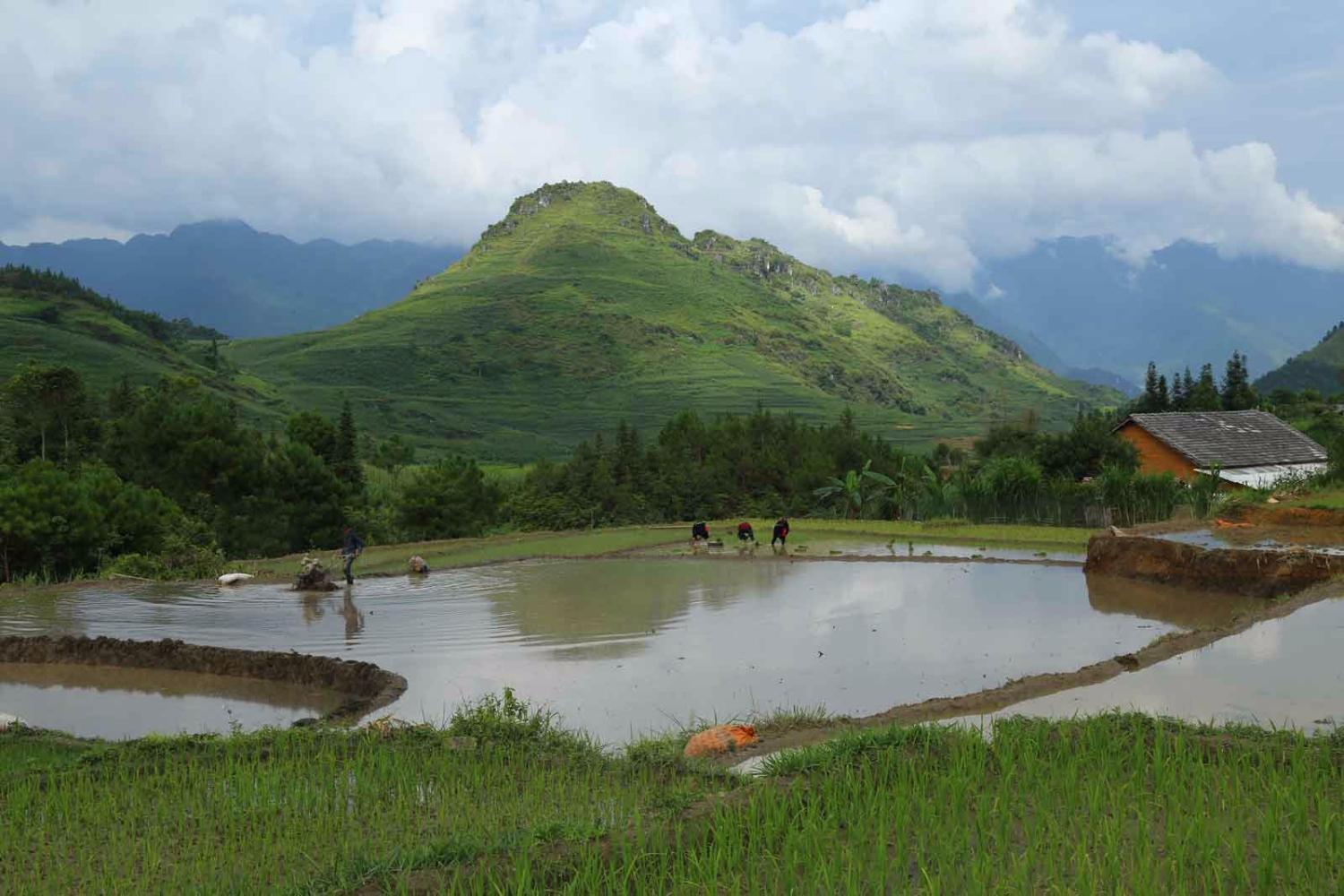 travaux rizicoles nam dam ha giang