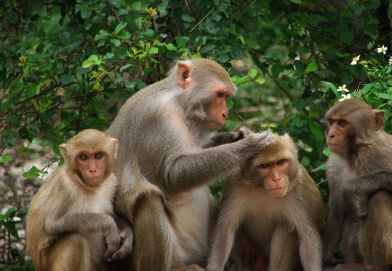 Viajes a Vietnam, la isla de mono