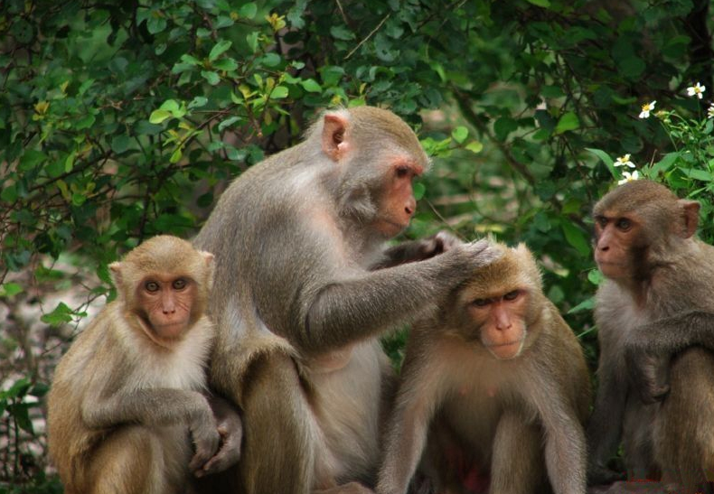 Voyage au Vietnam, l'ile de singe