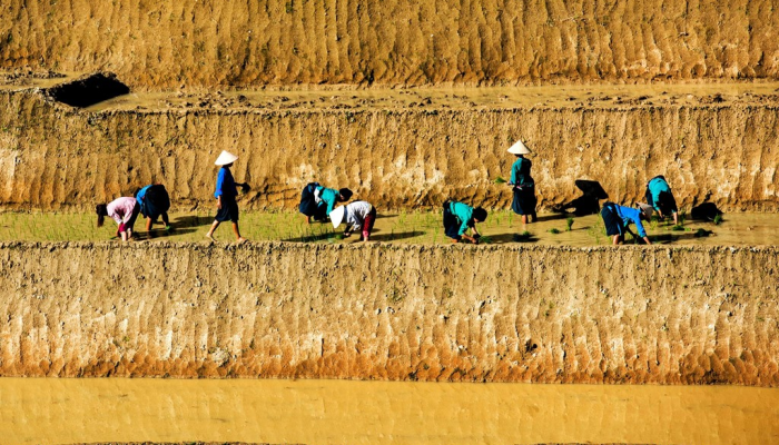 Mucangchai