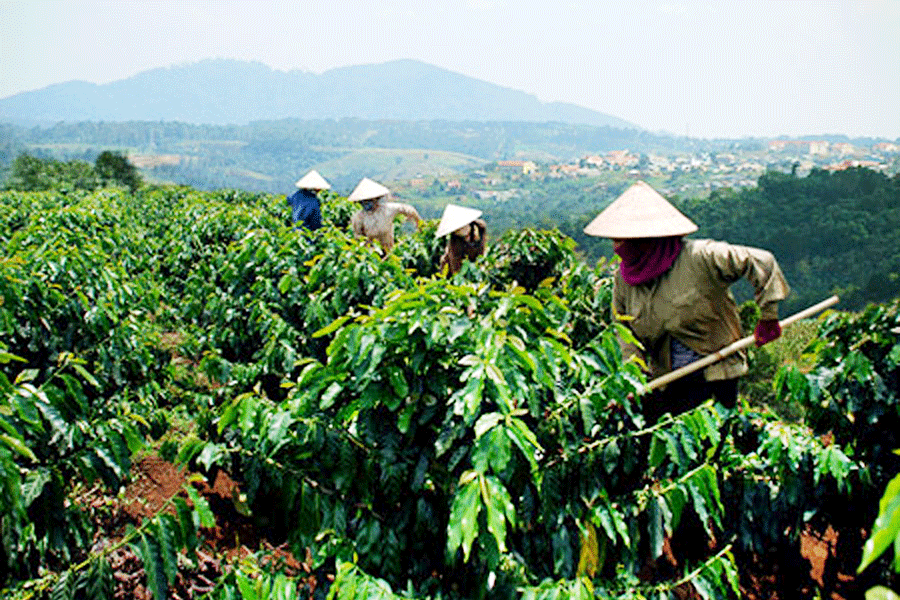 Voyage au Vietnam, plantation du cafe