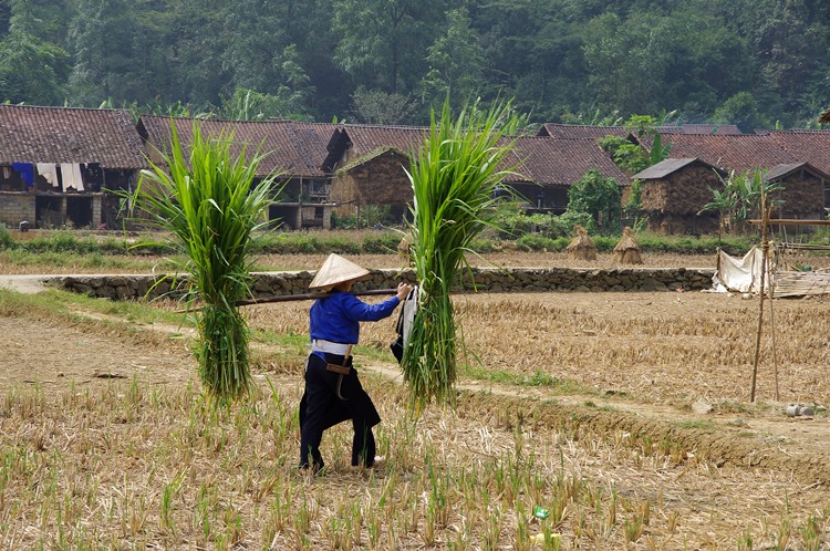 Village Nung a Cao Bang