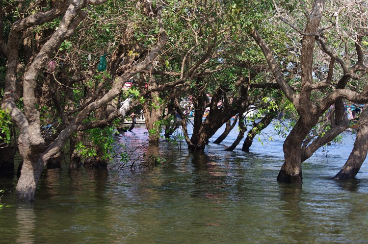 reserve naturelle sur le lac Tonle Sap Cambodge