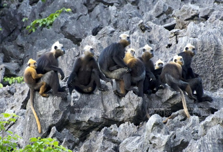 Les langurs dans le parc national de Cat Ba