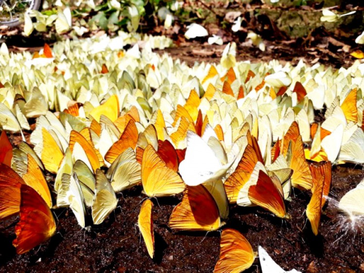 Les papillons au parc national de Cuc Phuong