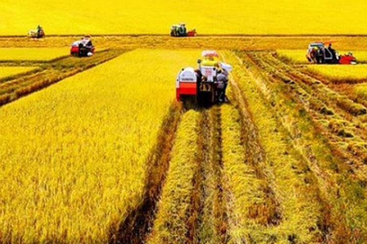 campo de arrozales en el Mekong