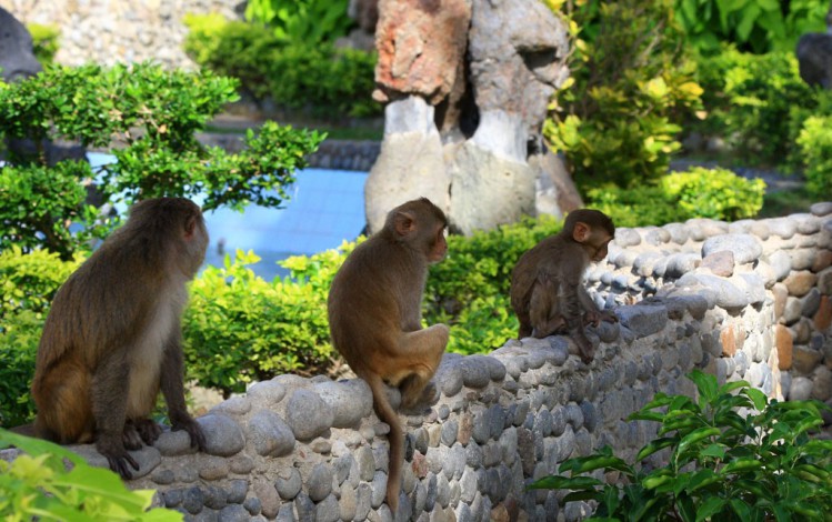 Isla de los Monos Nha Trang