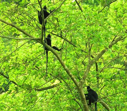 Langur d'hatinh une espèce de primate rare dans le monde dans le parc national de Phong Nha Ke Bang