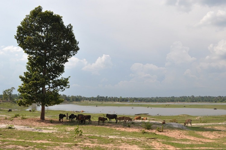 Les buffles et les bœufs broutent l’herbe à côté du lac