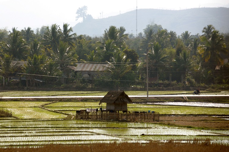 À Luang Namtha, vous pourrez profiter des rizières pittoresques