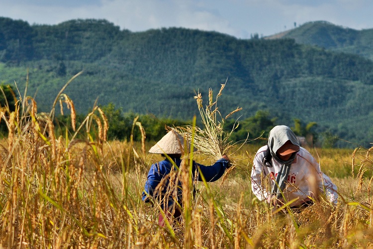 À Luang Namtha, vous pourrez voir les paysans travailler dans les rizières dorées