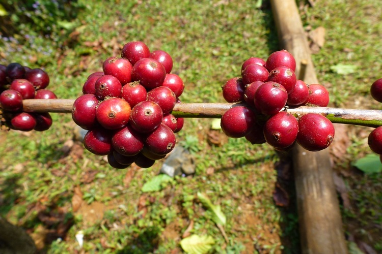 Le Plateau des Bolavens est connu pour ses plantations de café traditionnelles
