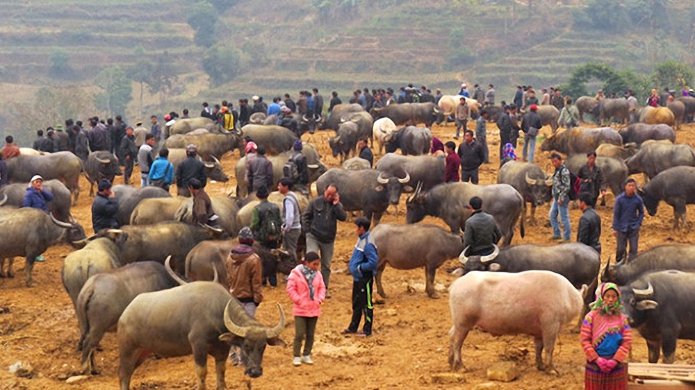 Marché aux buffle de Can Cau