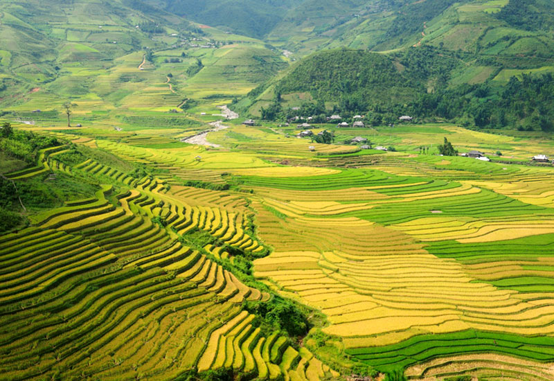 Ricefield on terrace