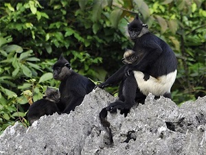 Delacour’s langurs