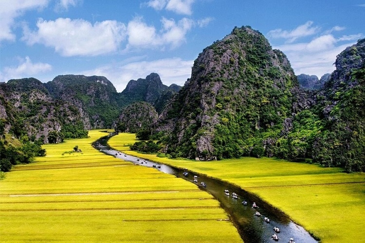 Yellow rice fields in Tam Coc from late April to June